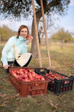 Meyve bahçesinden kırmızı elma toplayan bir kadın