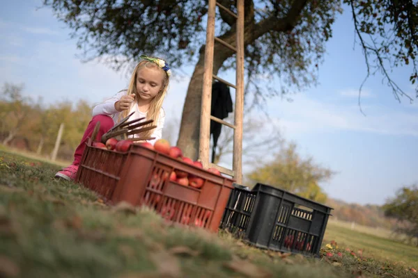 Young Girl Picking Red Apples Orchard — Fotografia de Stock