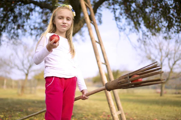 Young Girl Picking Red Apples Orchard — Stockfoto