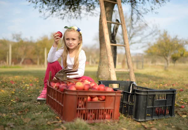 Young Girl Picking Red Apples Orchard — Stockfoto