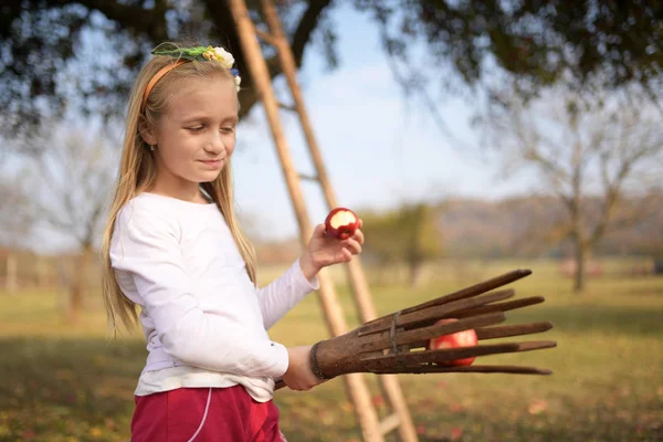Young Girl Picking Red Apples Orchard — Stockfoto