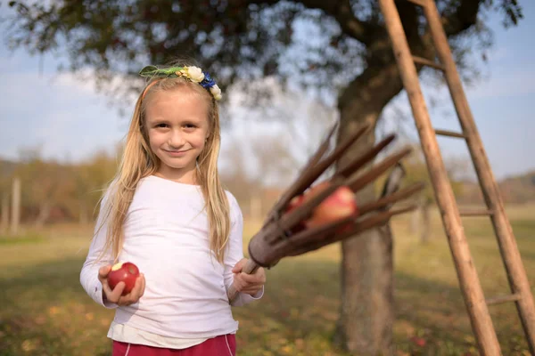 Jong Meisje Plukken Rode Appels Een Boomgaard — Stockfoto