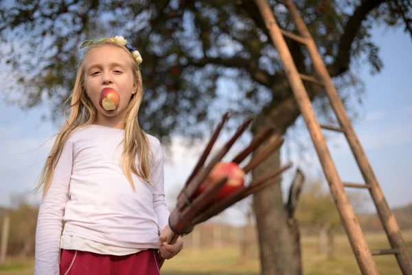 Junges Mädchen Pflückt Rote Äpfel Einem Obstgarten — Stockfoto
