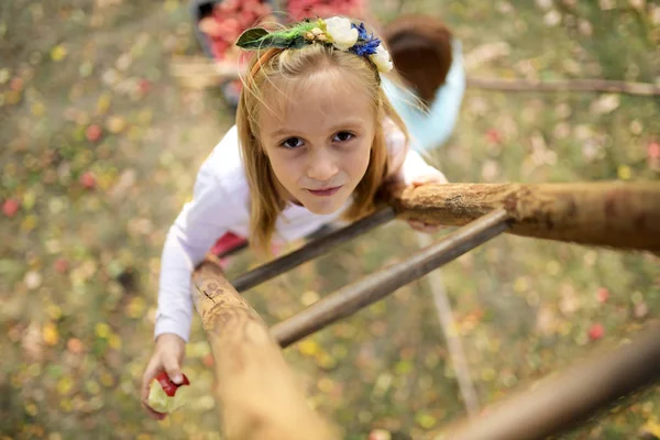 Young Girl Picking Red Apples Orchard — Fotografia de Stock