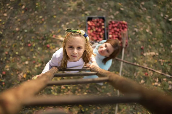 Mother Daughter Picking Red Apples Orchard — Stockfoto