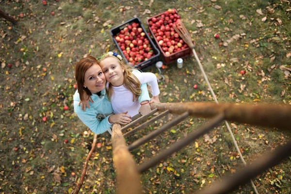 Moeder Dochter Plukken Rode Appels Een Boomgaard — Stockfoto