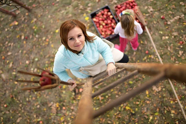 Moeder Dochter Plukken Rode Appels Een Boomgaard — Stockfoto