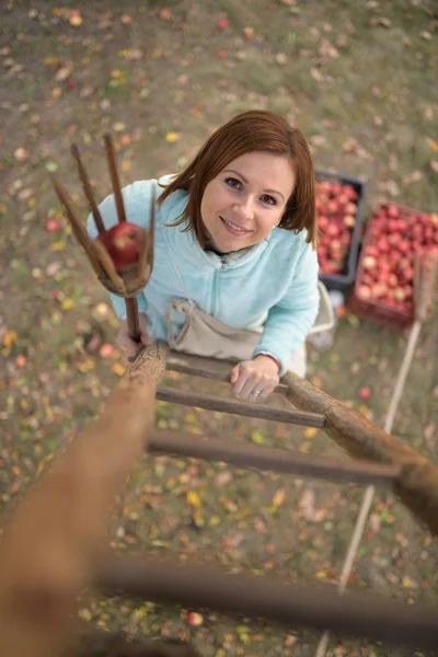 Vrouw Plukt Rode Appels Een Boomgaard — Stockfoto