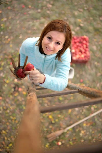 Mujer Recogiendo Manzanas Rojas Huerto —  Fotos de Stock