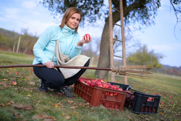 Mujer Recogiendo Manzanas Rojas Huerto —  Fotos de Stock