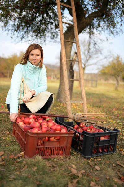 Woman Picking Red Apples Orchard — Stock Fotó