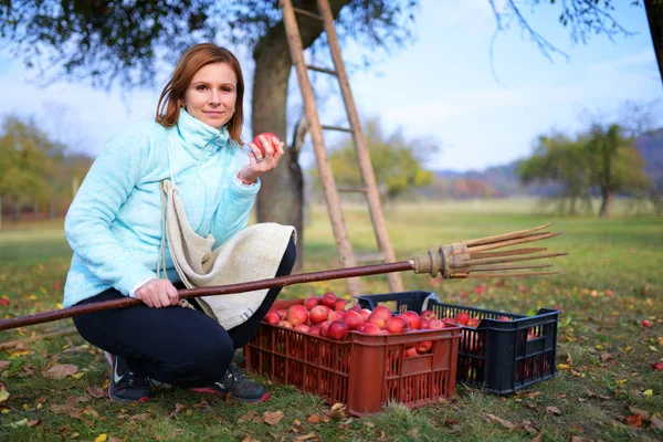 Жінка Збирає Червоні Яблука Саду — стокове фото