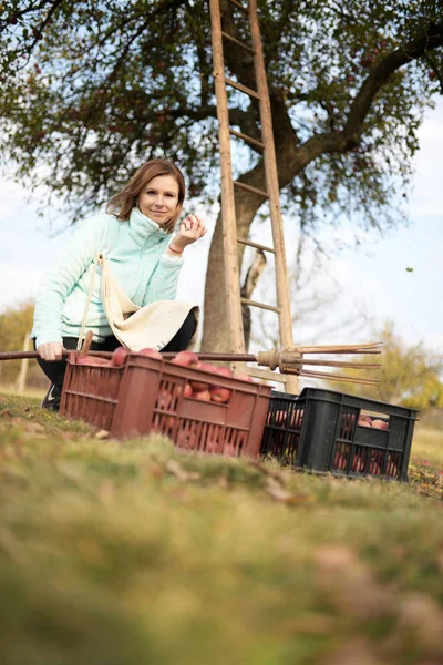 Жінка Збирає Червоні Яблука Саду — стокове фото