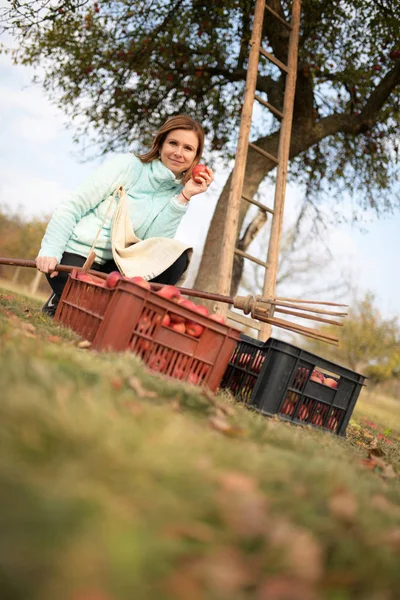 Woman Picking Red Apples Orchard —  Fotos de Stock