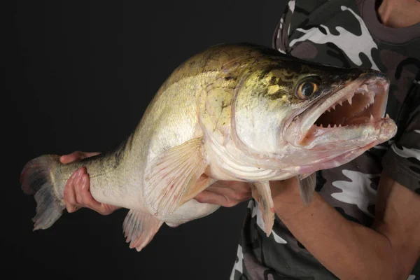 Wędkowanie Rybak Trofeum Zander — Zdjęcie stockowe