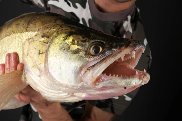 Wędkowanie Rybak Trofeum Zander — Zdjęcie stockowe