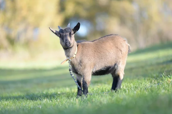 Young Cute Goat Meadow — Stock Photo, Image