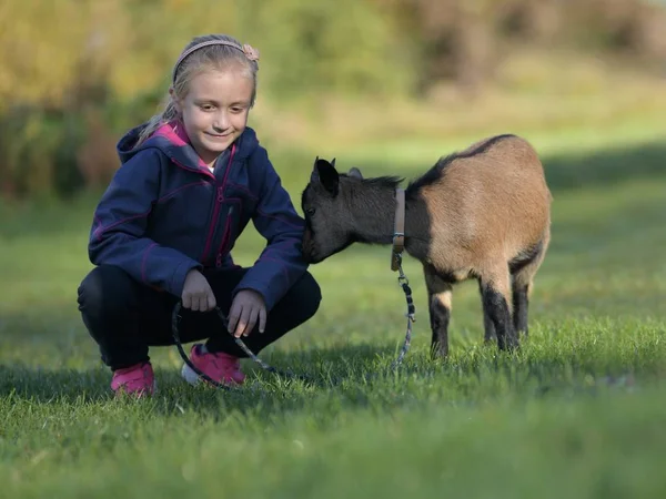 Mała Dziewczynka Outdoor Przyrodzie Bawić Się Białą Kozą — Zdjęcie stockowe