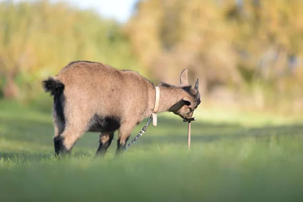 Young Black White Goat Standing Meadow — Stock Fotó