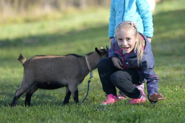 大自然中的小女孩和一只白山羊在外面玩耍 — 图库照片