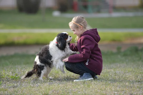 Kleines Mädchen Geht Mit Hund Spazieren — Stockfoto