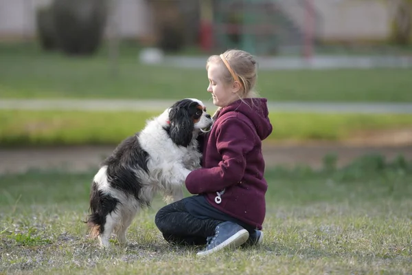 Petite Fille Marche Avec Ici Chien — Photo