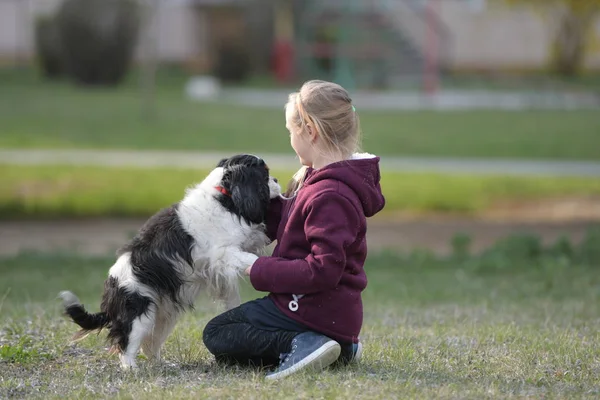 Kleines Mädchen Geht Mit Hund Spazieren — Stockfoto