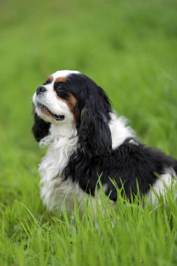 Cavalier King Charles spaniel portre 