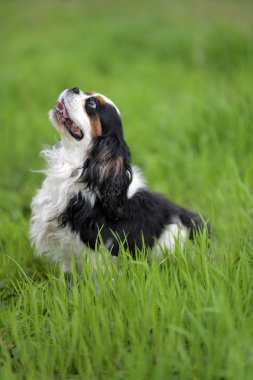 Cavalier King Charles spaniel portre 