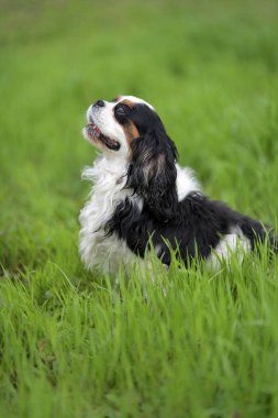 Cavalier King Charles spaniel portre 