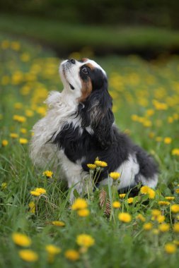 Cavalier King Charles spaniel portre 