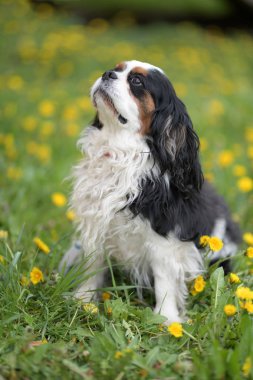 Cavalier King Charles spaniel portre 