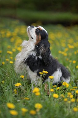 Cavalier King Charles spaniel portre 