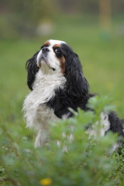 Cavalier King Charles spaniel portre 