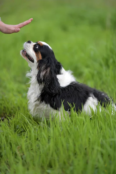 Cavalier King Charles Spaniela — Zdjęcie stockowe