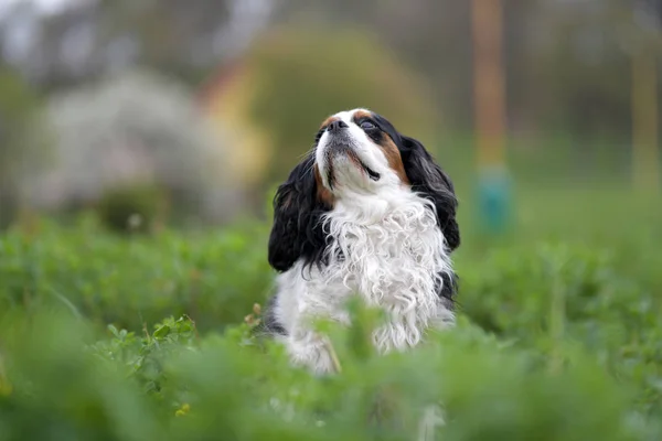 Cavaleiro Rei Charles Spaniel Retrato — Fotografia de Stock