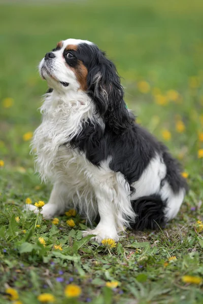 Cavalier King Charles Spaniel Porträtt — Stockfoto