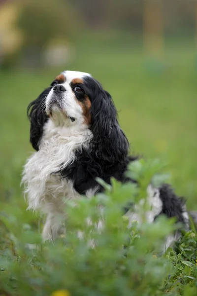 Cavalier King Charles Spániel Portré — Stock Fotó