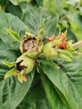 yeşil yapraklar, bitkiler ve yapraklar