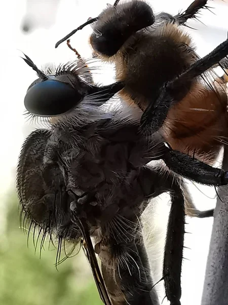 Close Van Een Zwart Wit Foto Van Een Mooie Vogel — Stockfoto