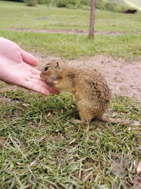 Siyah çayır köpeği, doğa, vahşi yaşam
