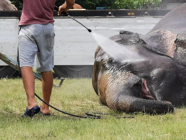 Homme Lavant Éléphant Dans Zoo — Photo