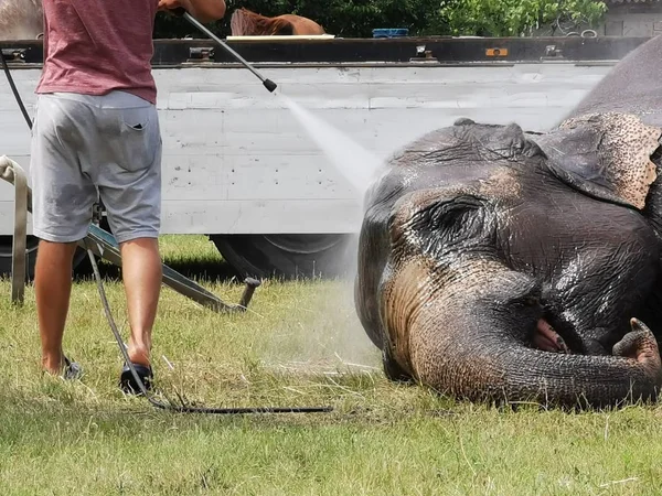Człowiek Mycie Słonia Zoo — Zdjęcie stockowe