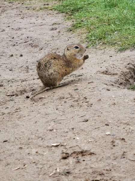 Svart Präriehund Natur Djurliv — Stockfoto