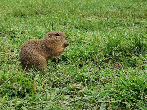 Chien Prairie Noir Nature Faune — Photo