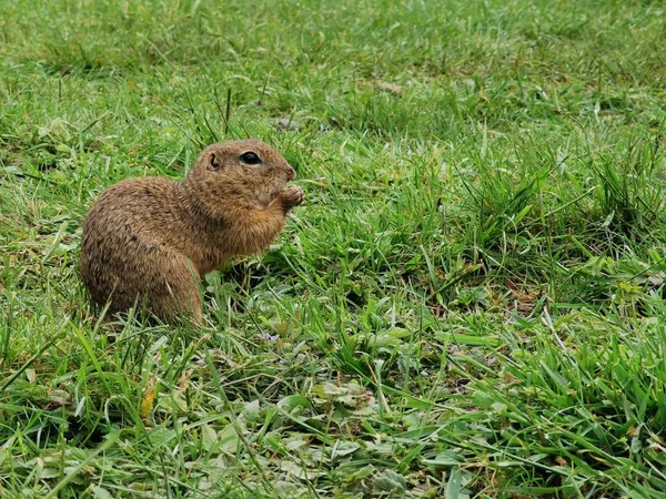 Svart Präriehund Natur Djurliv — Stockfoto