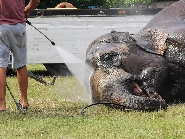 Człowiek Mycie Słonia Zoo — Zdjęcie stockowe