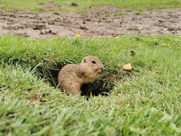 Pradaria Negra Cão Natureza Vida Selvagem — Fotografia de Stock