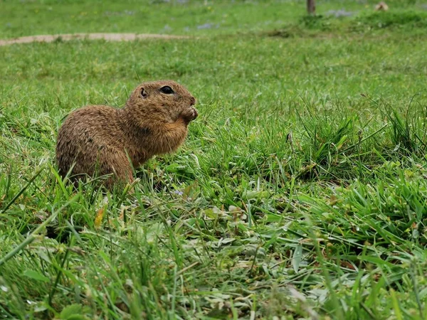 Chien Prairie Noir Nature Faune — Photo