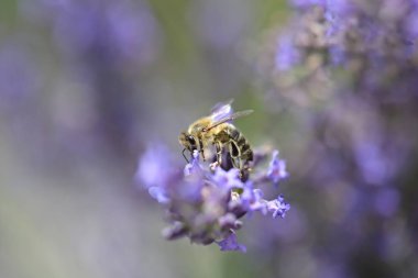 Lavanta çiçekli arı